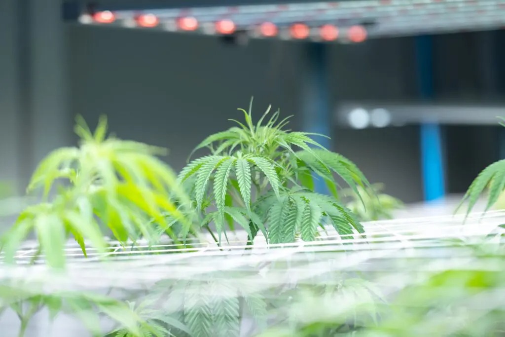 Proyecto HortiBloom - Cultivo interior con LED